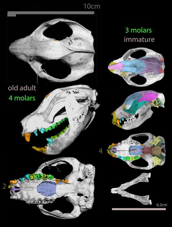 Spilocuscus adult and immature