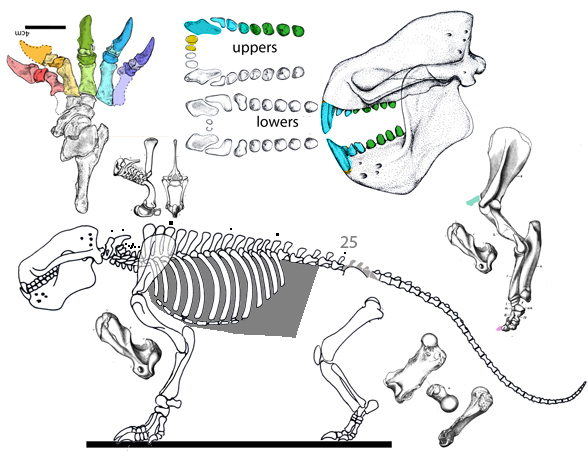 Stylinodon