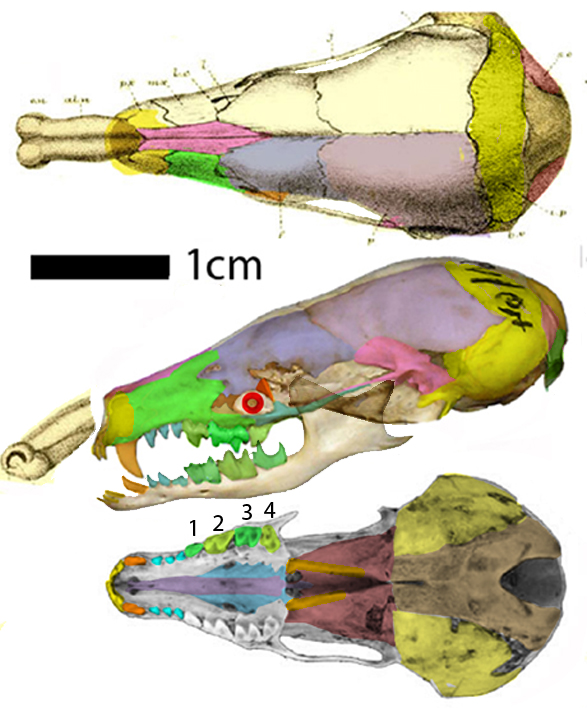 Talpa skull