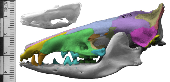 Tenrec skull