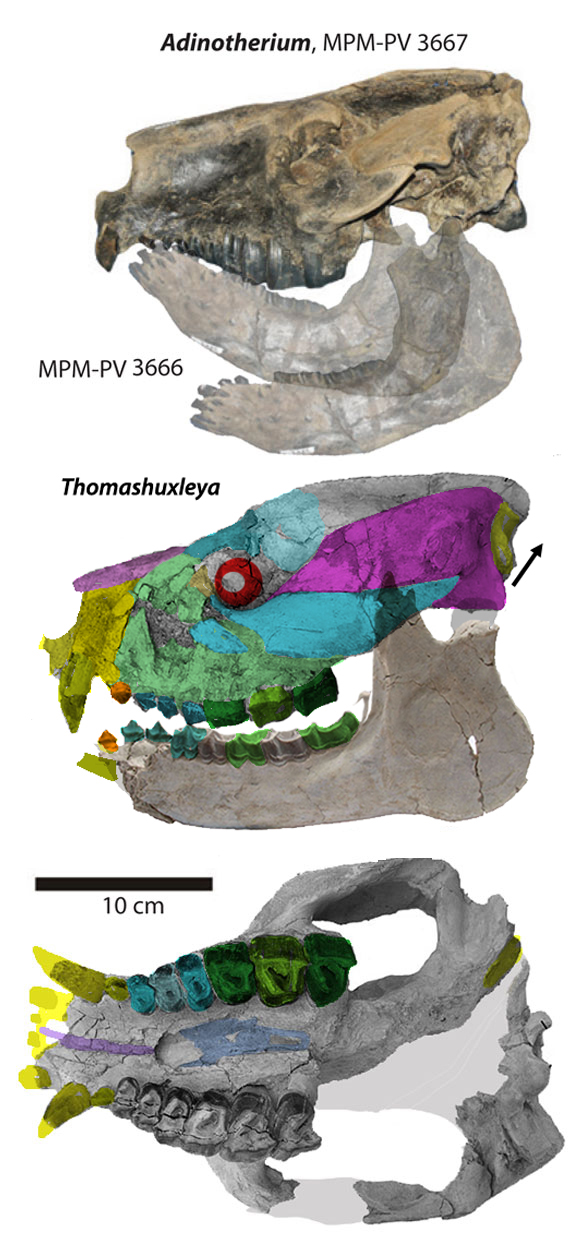 Thomashuxleya externa