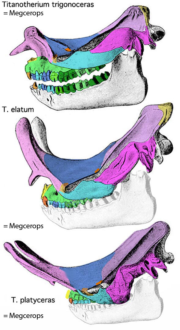 Titanotherium