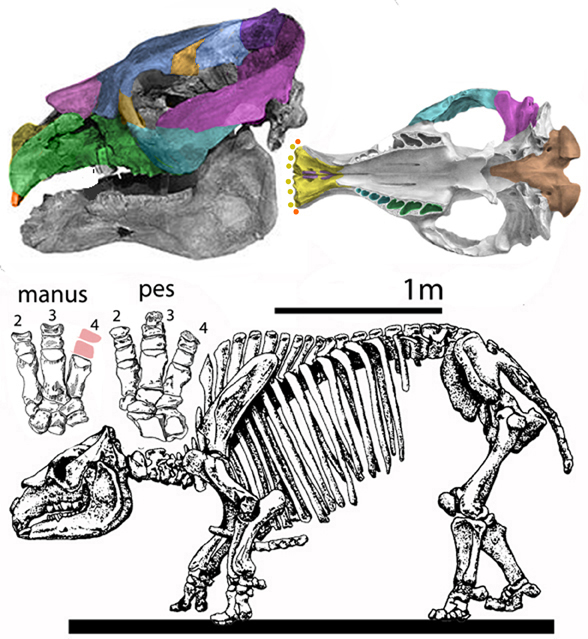 Toxodon