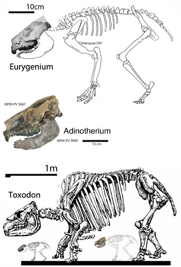 Toxodon and Eurygenium to scale