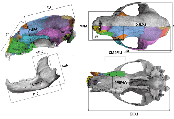 Tremarctos ornatus skull