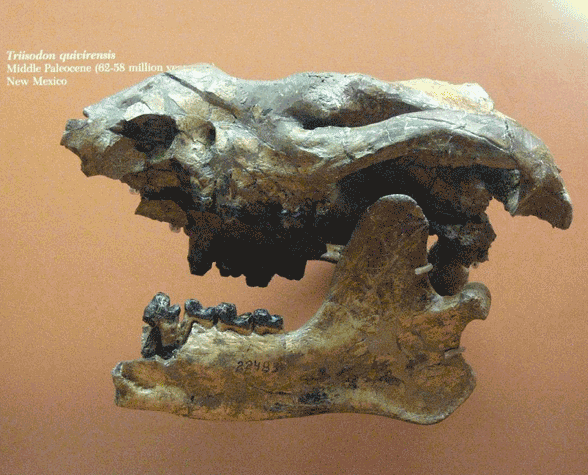 Triisodon skull