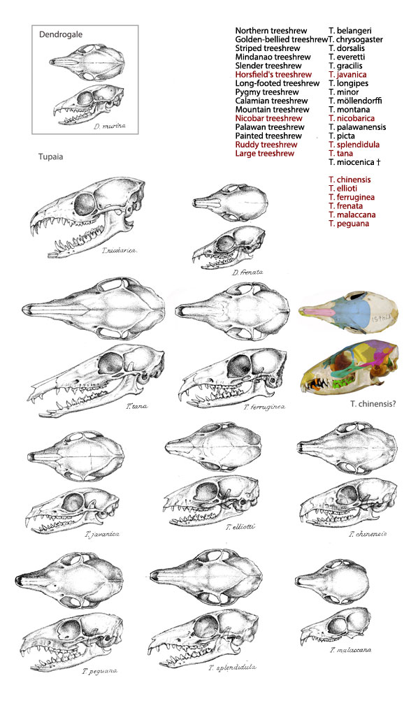 Tupaia skuls