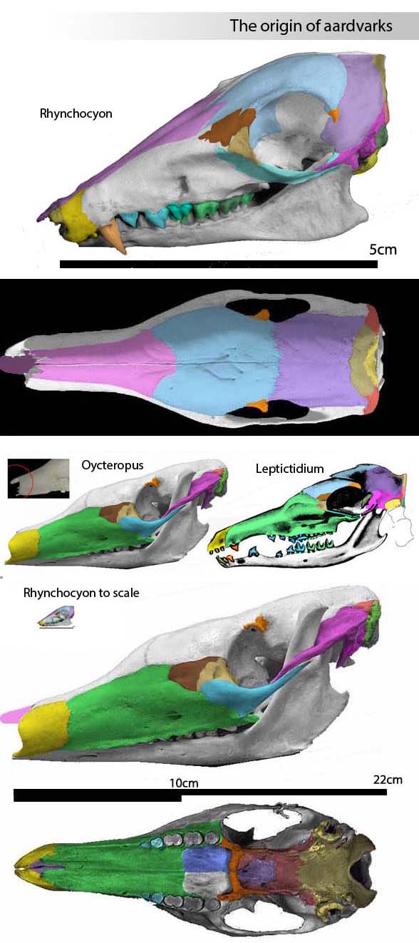 Orycteropus aardvark skull