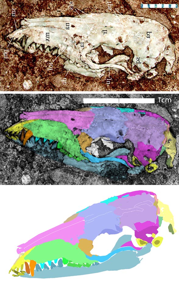 Acristotherium skull