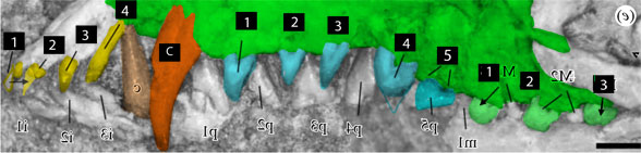 Acristatherium teeth