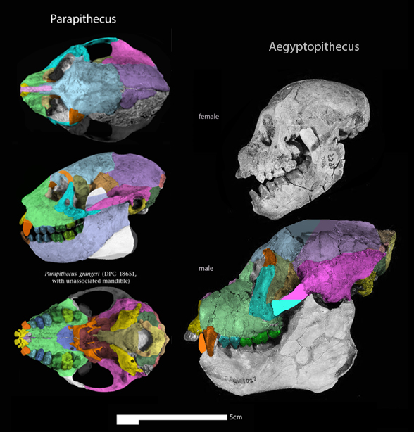 Aegyptopithecus male female skulls