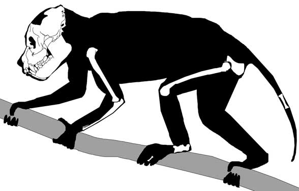 aegyptopithecus