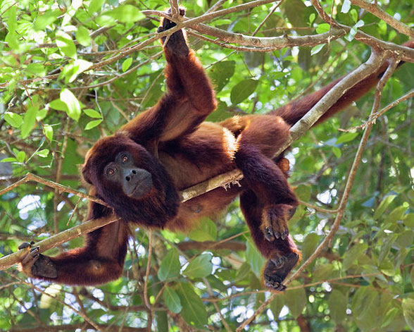 Alouatta the howler monkey in vivo