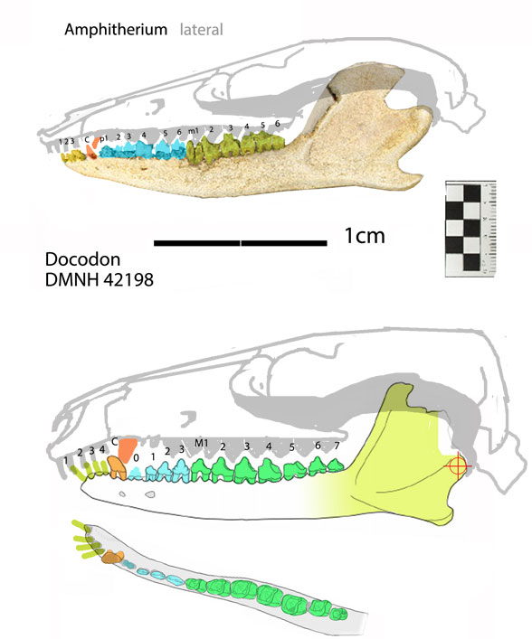 Amphitherium and Docodon