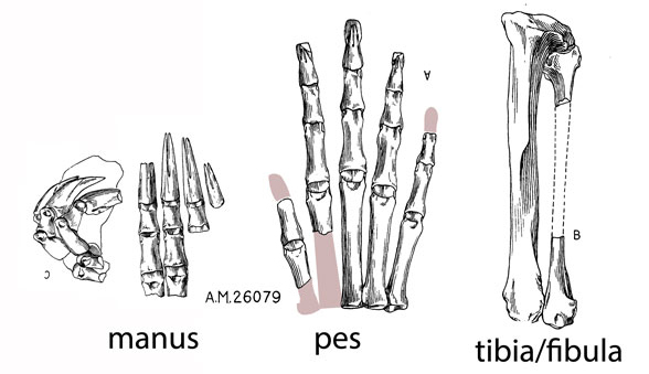 Anagale manus pes