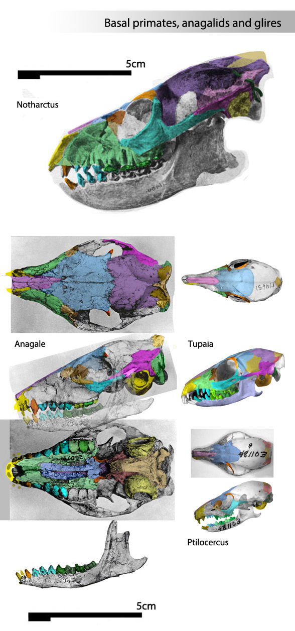 Tupaia