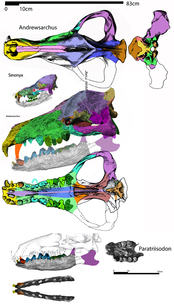 Andrewsarchus