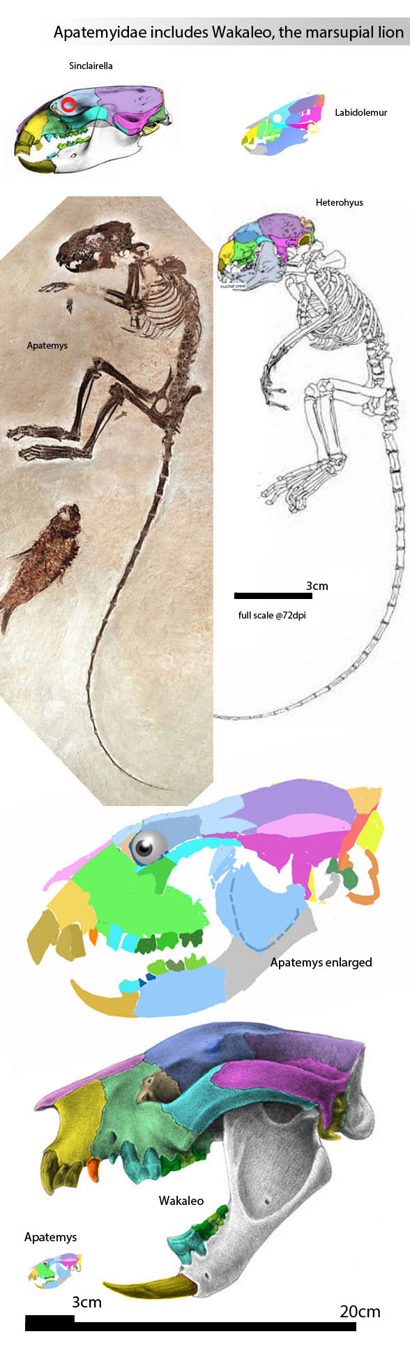 Apatemyidae to scale