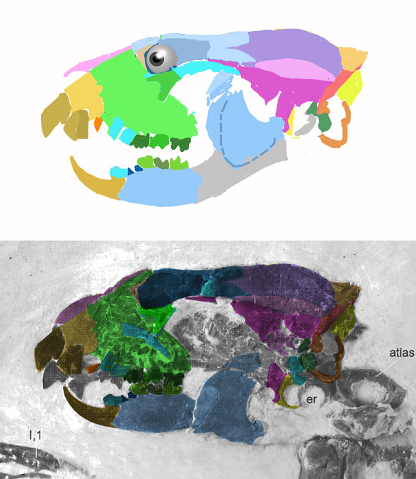 Apatemys skull