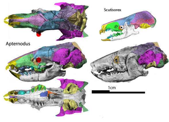 Apternodus skull