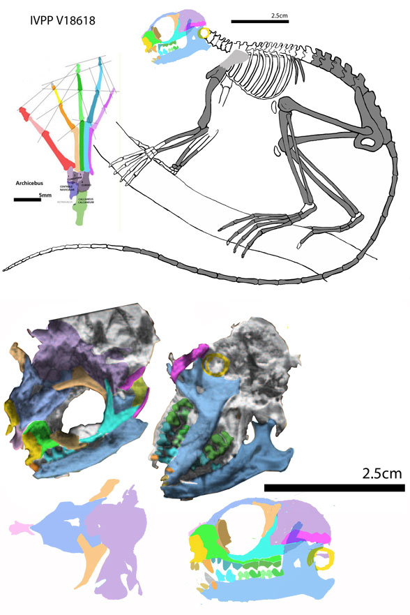 Archicebus