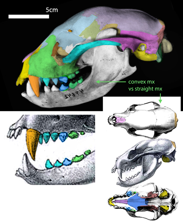 Arctictis skull