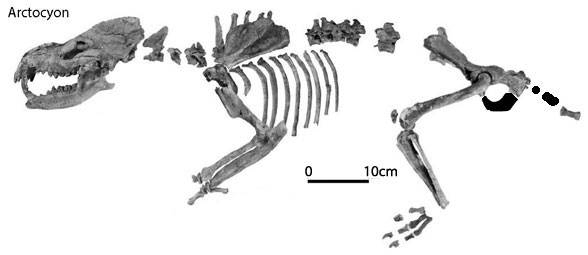 Arctocyon