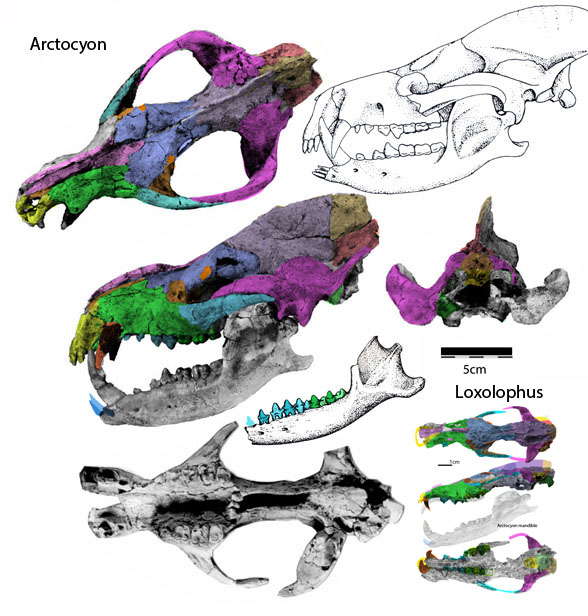 Arctocyon skull