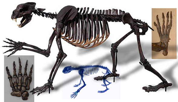 Arctodus skeleton