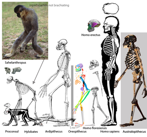 Ardipithecus_Hylobates_Homo to scale