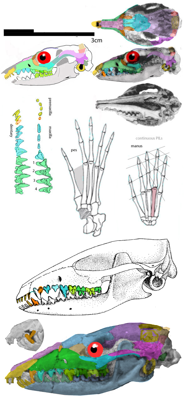 Asioryctes holotype