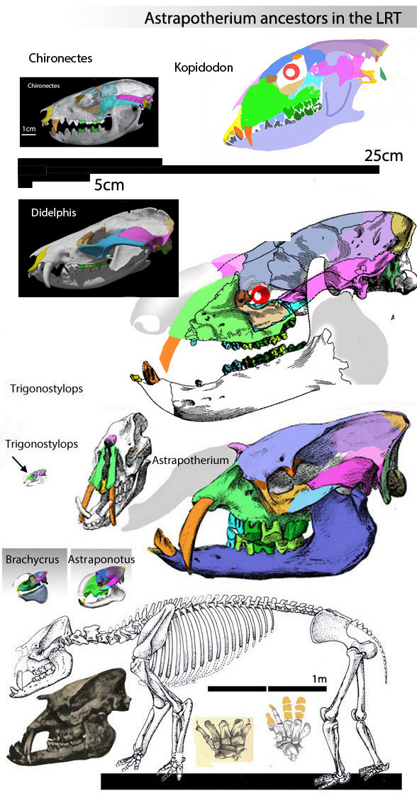 Astrapotherium evolution