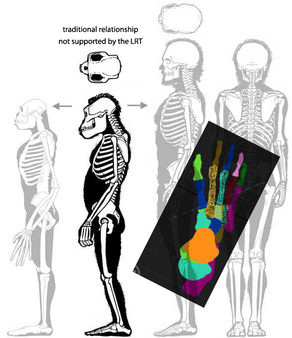 Australopithecus