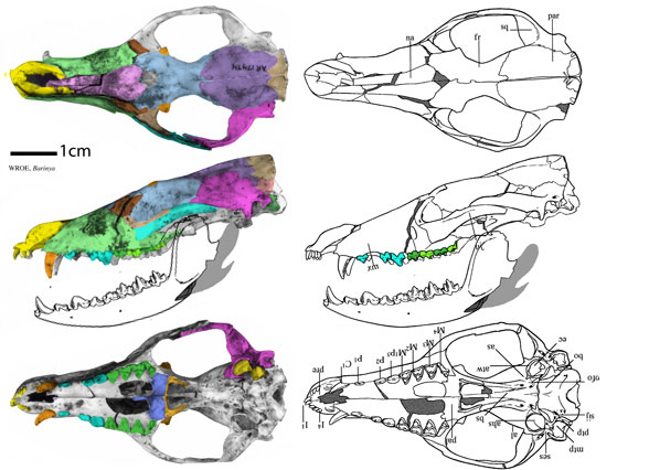 Barinya skull from Wroe 1999