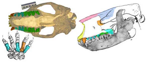 Barylambda skull