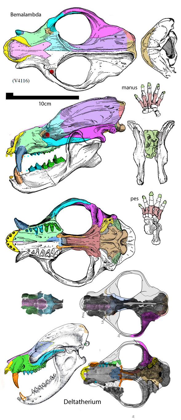 Bemalambda skull