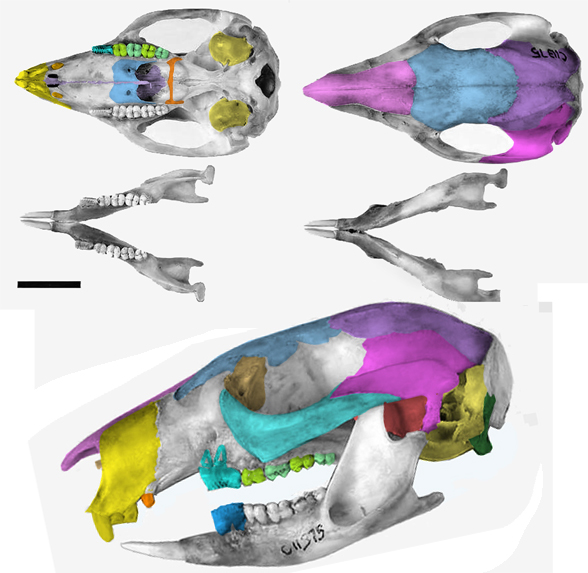 Bettongia skull