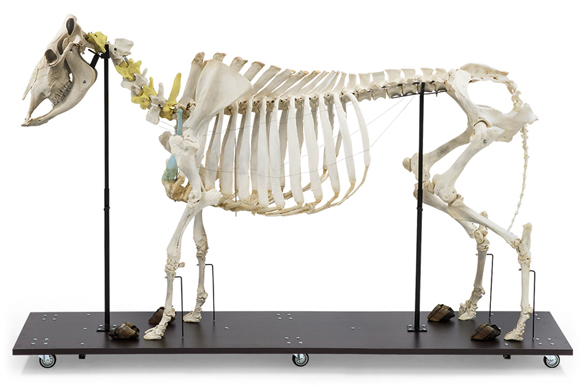 Bos taurus skeleton