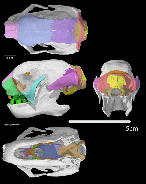 Bradypus skull