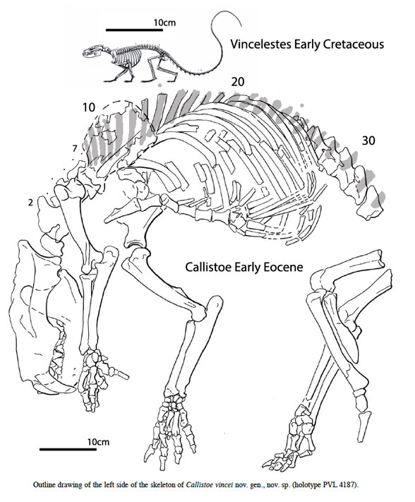 Callistoe in situ