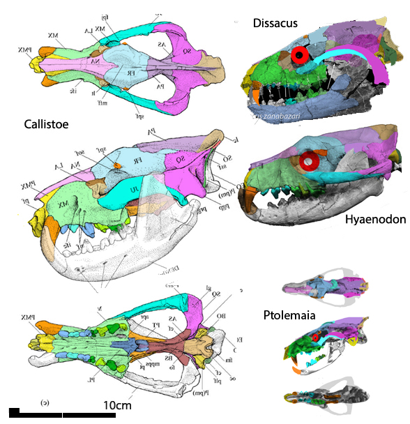 Callistoe skull