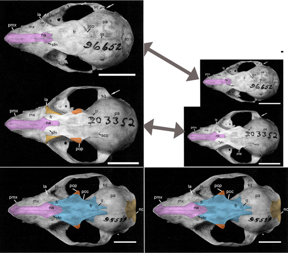 Caluromys dorsal skull