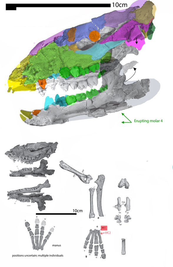 Cambaytherium