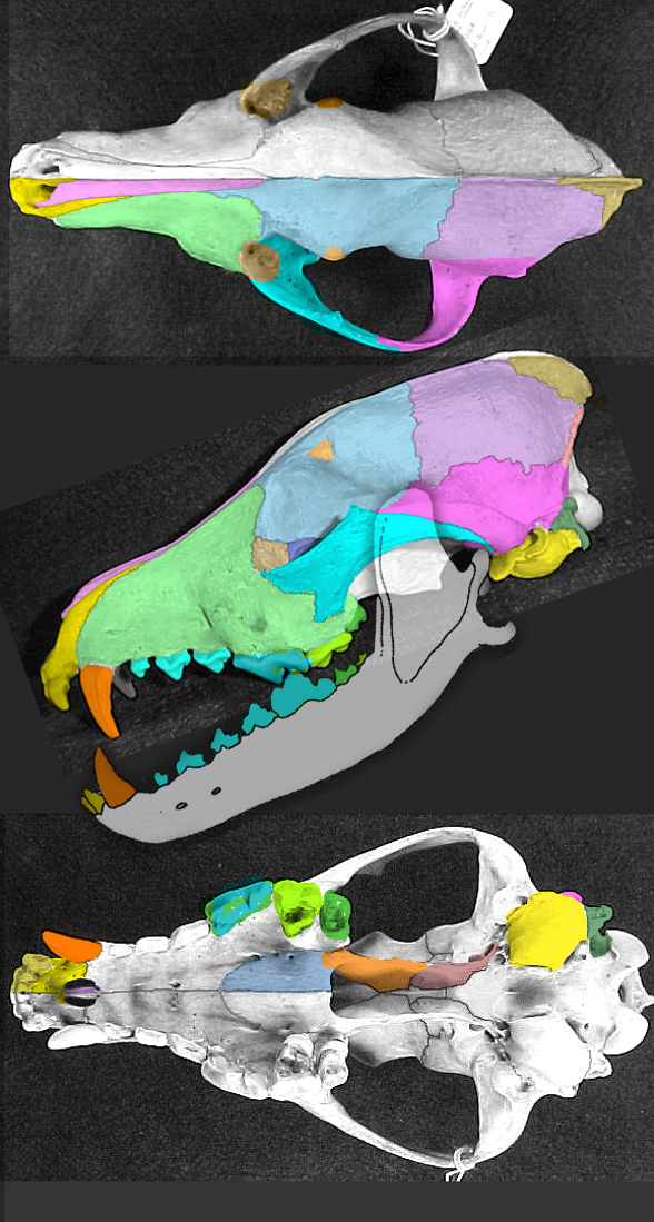 Canis skull