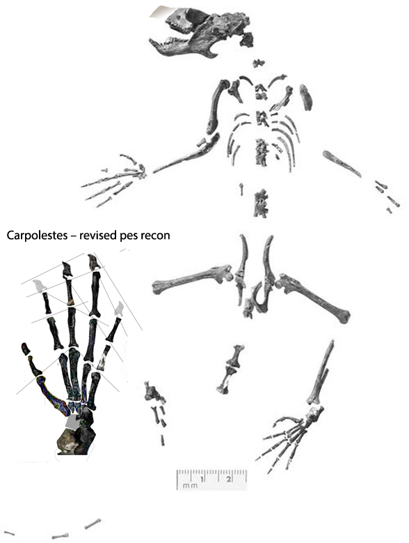 Carpolestes