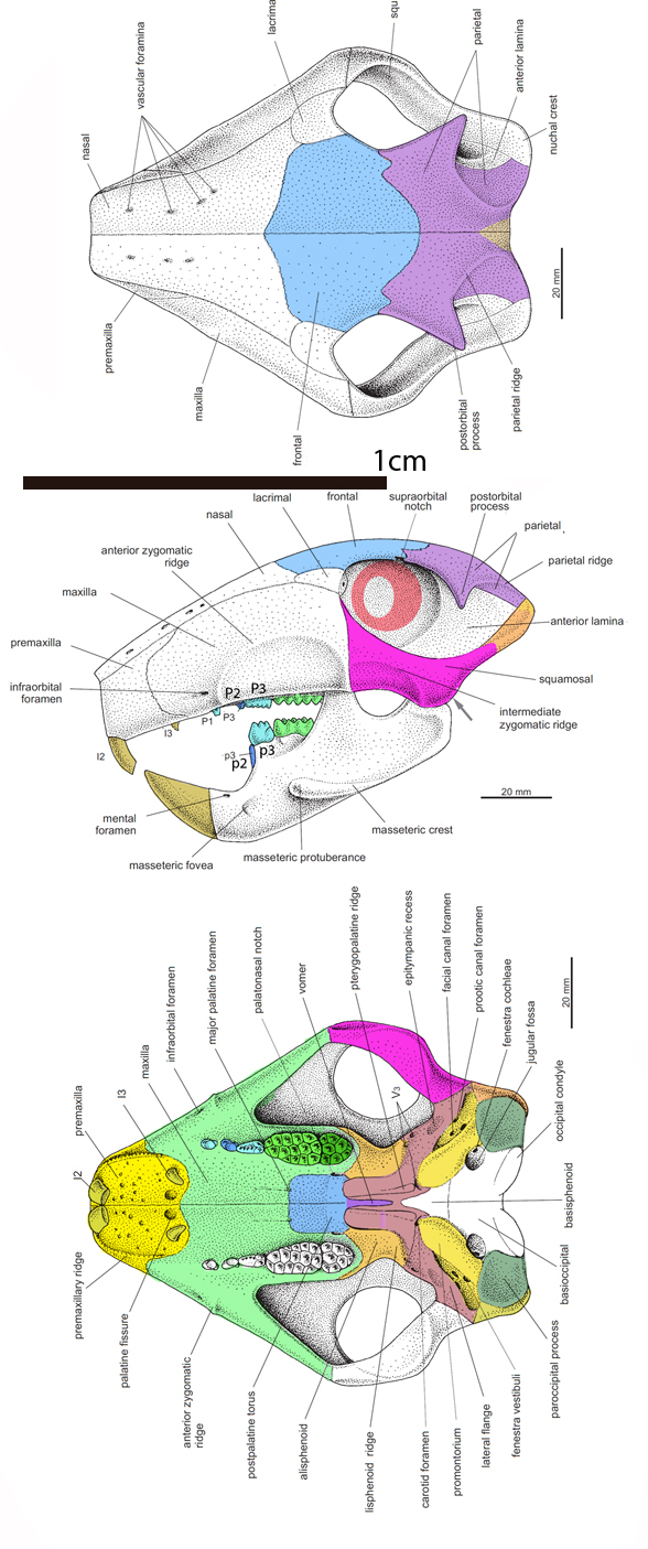 Catopsbaatar skull diagram