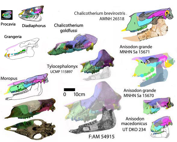 chalicotherium