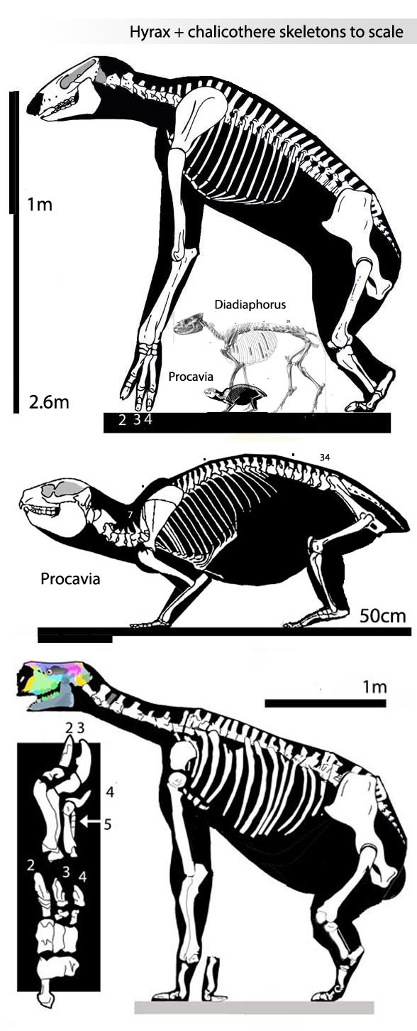 chalicotherium