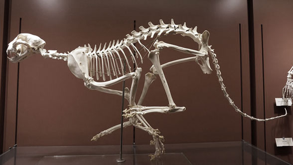 Acinonyx skeleton