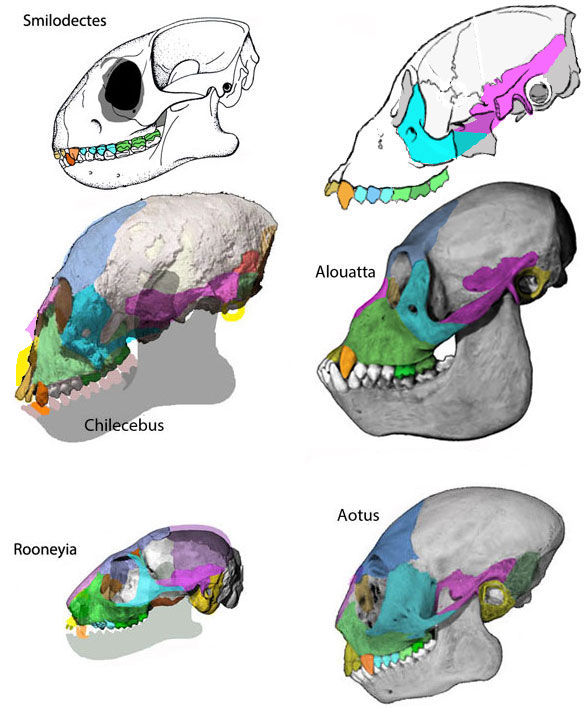 chilecebus compared